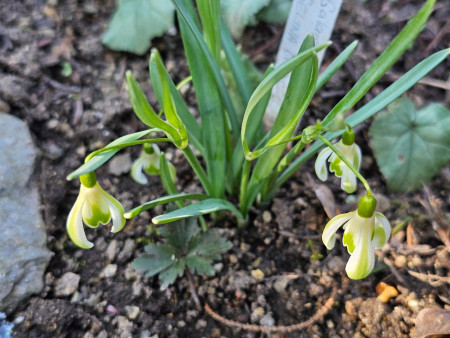 Galanthus ´Selina Cords´